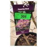 Miss Kim Lilac 3 gallon pot