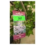 President Lincoln Lilac 3 gallon pot