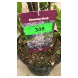 President Lincoln Lilac 3 gallon pot