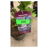 President Lincoln Lilac 3 gallon pot