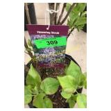 President Lincoln Lilac 3 gallon pot