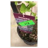 President Lincoln Lilac 3 gallon pot