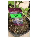President Lincoln Lilac 3 gallon pot