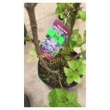 President Lincoln Lilac 3 gallon pot