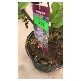 President Lincoln Lilac 3 gallon pot