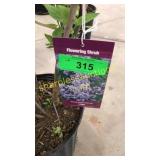President Lincoln Lilac 3 gallon pot