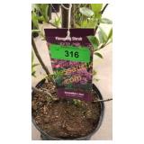 Sensation (Hybrid) Lilac 3 gallon pot