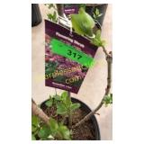 Sensation (Hybrid) Lilac 3 gallon pot