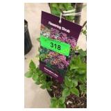 Sensation (Hybrid) Lilac 3 gallon pot