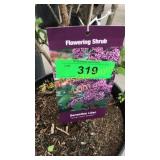 Sensation (Hybrid) Lilac 3 gallon pot