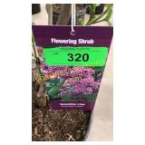 Sensation (Hybrid) Lilac 3 gallon pot