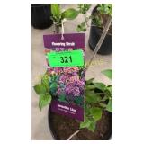 Sensation (Hybrid) Lilac 3 gallon pot