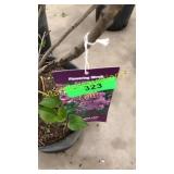 Sensation (Hybrid) Lilac 3 gallon pot