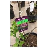 Sensation (Hybrid) Lilac 3 gallon pot