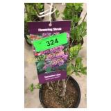 Sensation (Hybrid) Lilac 3 gallon pot