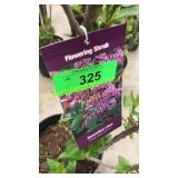 Sensation (Hybrid) Lilac 3 gallon pot