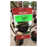 Crimson King Maple 10 gallon pot