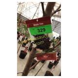 Crimson King Maple 10 gallon pot