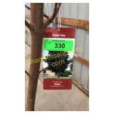 Crimson King Maple 10 gallon pot ( top broken)