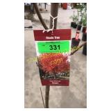 Red Sunset Maple 7 gallon pot