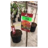 Red Sunset Maple 7 gallon pot