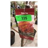 Red Sunset Maple 7 gallon pot