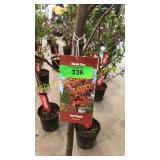 Sun Valley Maple 7 gallon pot