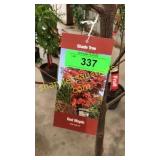 Sun Valley Maple 7 gallon pot