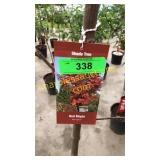 Sun Valley Maple 7 gallon pot