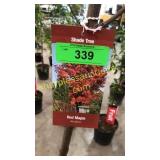 Sun Valley Maple 7 gallon pot