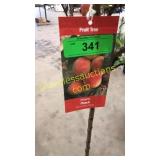 Elberta Peach 5 gallon pot