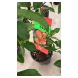 Elberta Peach 5 gallon pot