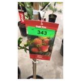 Elberta Peach 5 gallon pot