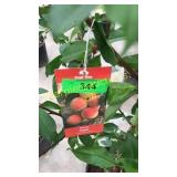 Elberta Peach 5 gallon pot