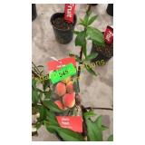 Elberta Peach 5 gallon pot