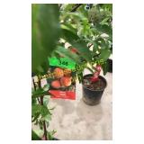 Elberta Peach 5 gallon pot