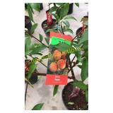 Elberta Peach 5 gallon pot