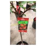 Elberta Peach 5 gallon pot