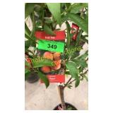 Elberta Peach 5 gallon pot