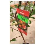 Elberta Peach 5 gallon pot