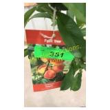 Reliance Peach 5 gallon pot