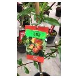 Reliance Peach 5 gallon pot