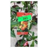 Reliance Peach 5 gallon pot