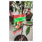 Reliance Peach 5 gallon pot