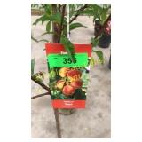 Reliance Peach 5 gallon pot