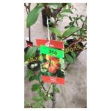 Reliance Peach 5 gallon pot