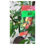 Reliance Peach 5 gallon pot