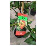Reliance Peach 5 gallon pot