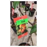 Reliance Peach 5 gallon pot