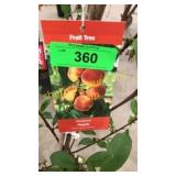 Reliance Peach 5 gallon pot